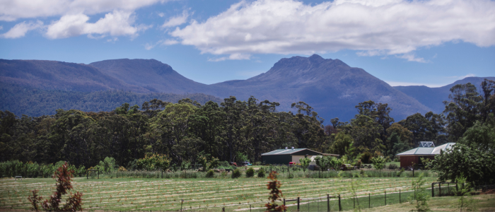 Scenic view of a rural landscape with rows of plants in a fenced field, surrounded by dense green trees, and two small buildings in the midground, with a backdrop of tall mountains under a partly cloudy blue sky.